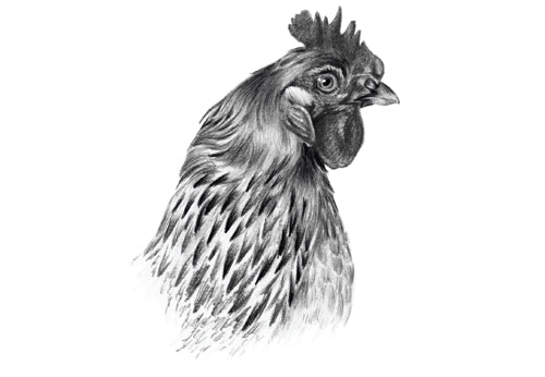 Chicken garum