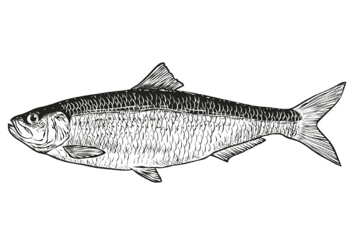 Fish garum